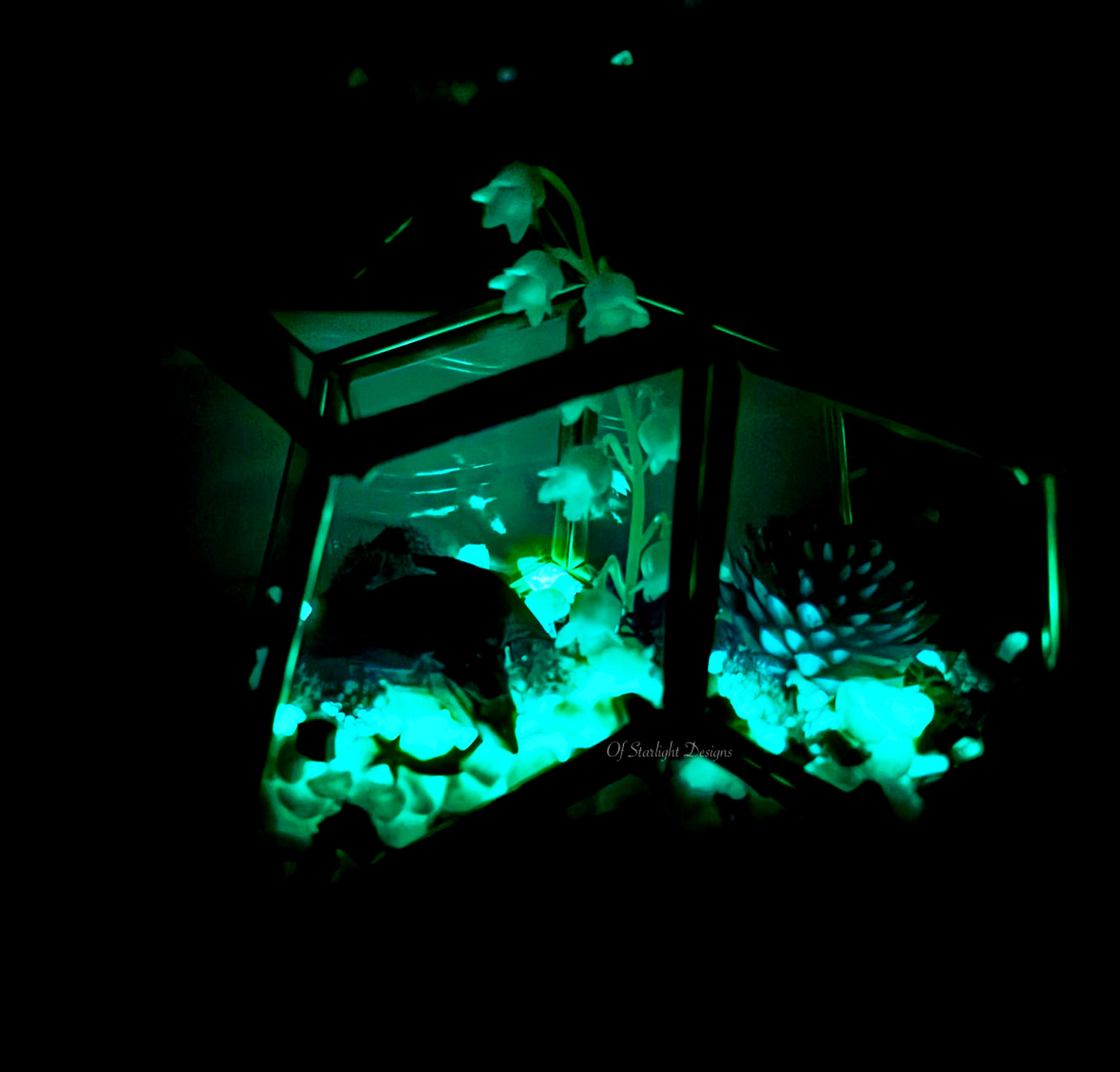 Vex Star Little Light Terrarium