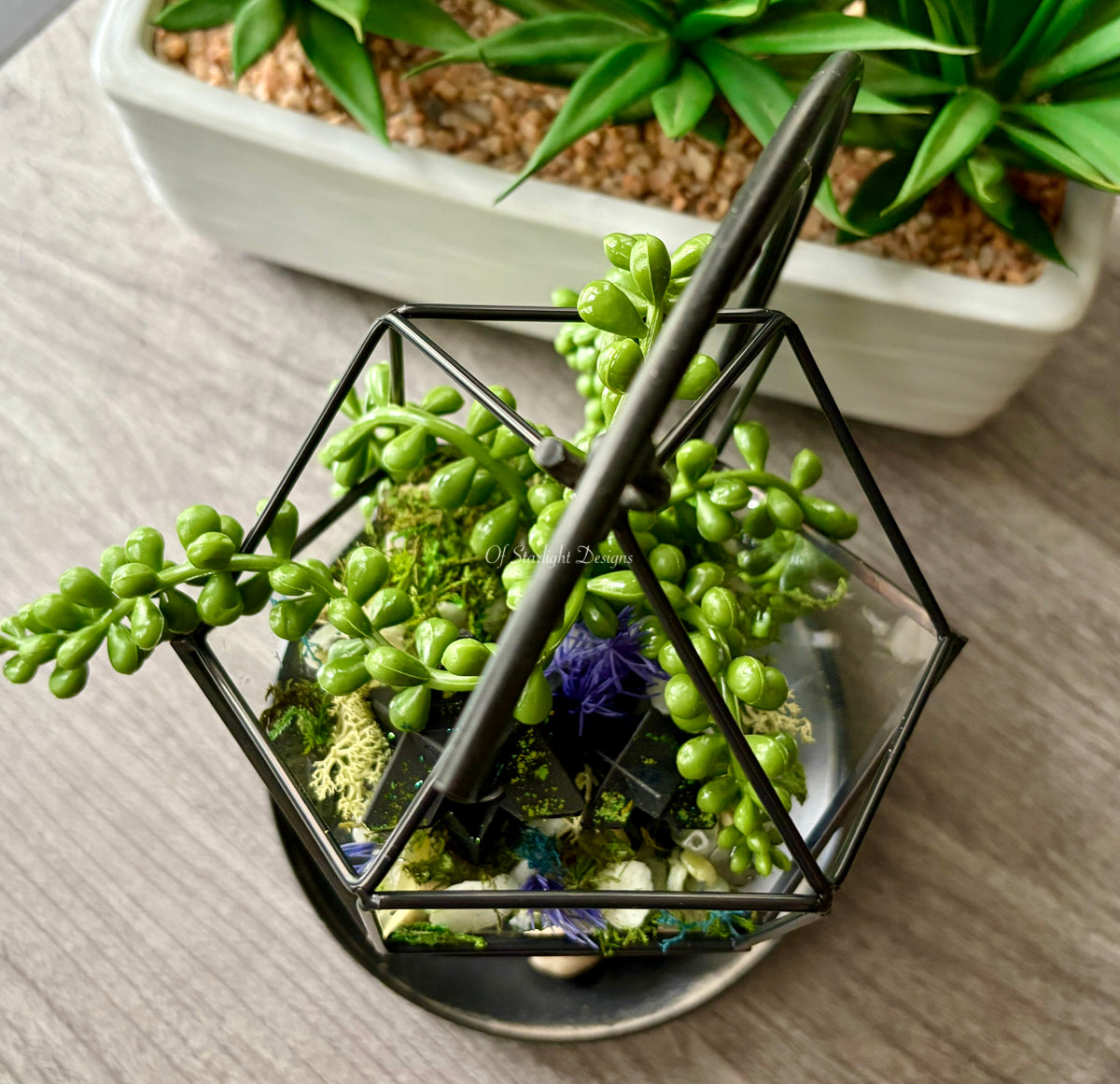 Hanging Venus Little Light Terrarium