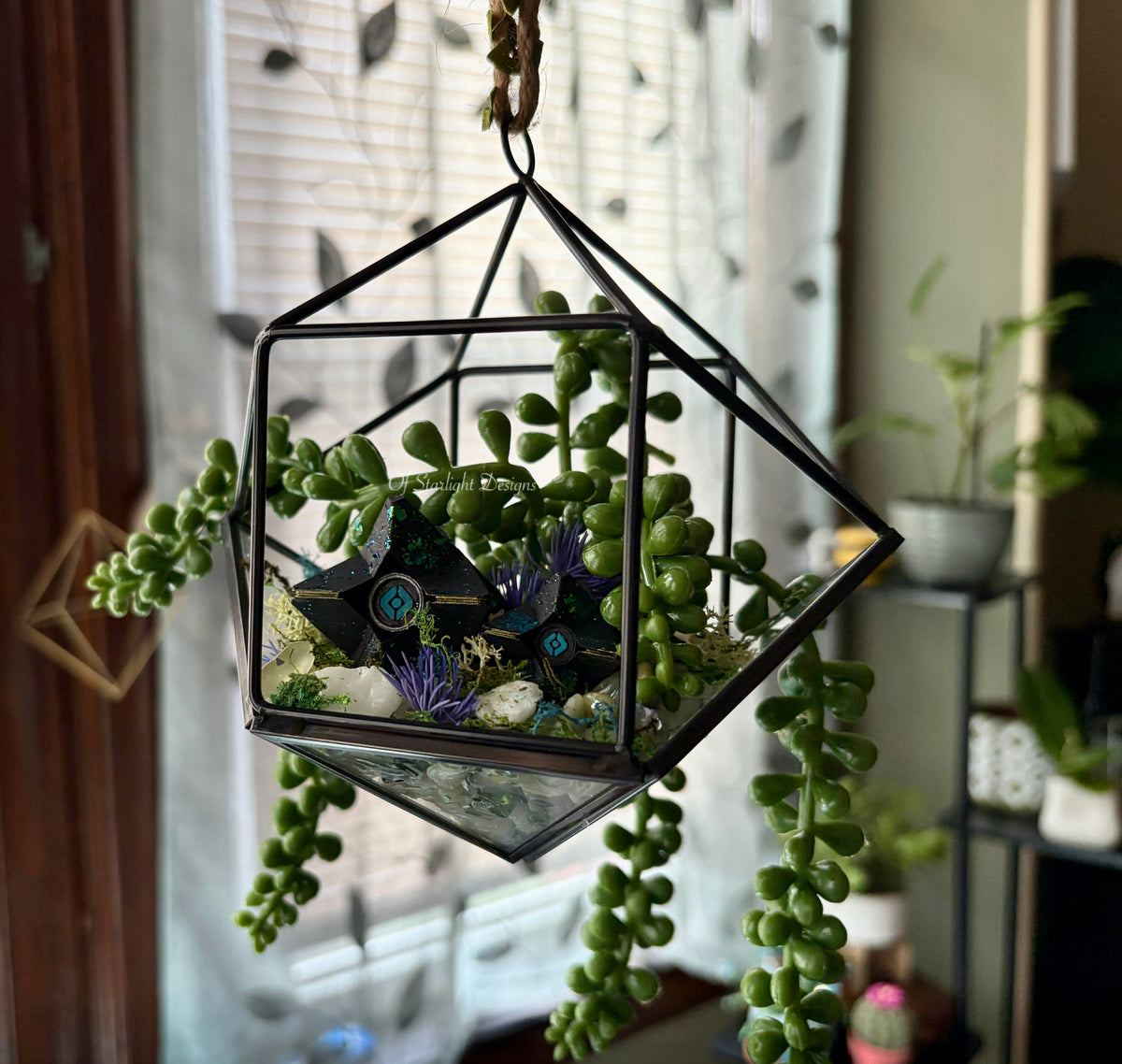 Hanging Venus Little Light Terrarium